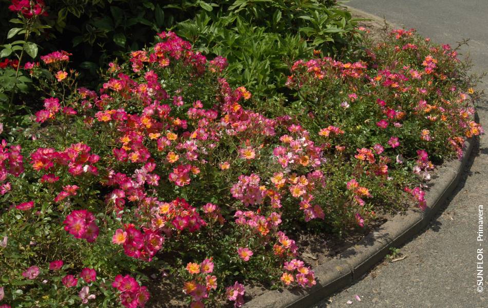 ©SUNFLOR - Primavera